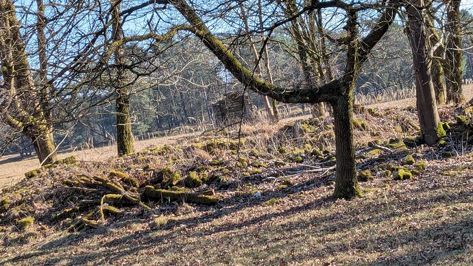 PXL_20250316_141326422.MP