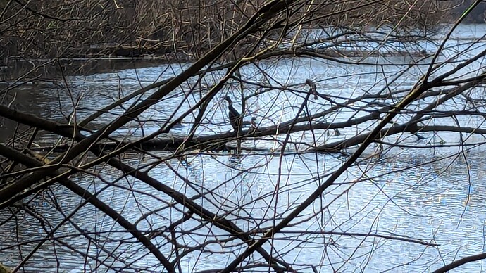 PXL_20250316_134304270.MP