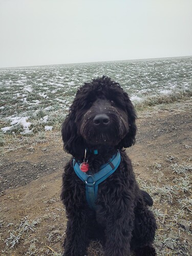 Buddy