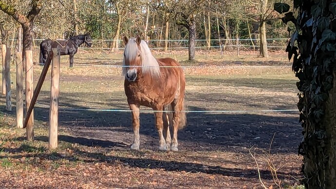 PXL_20250316_135329430.MP