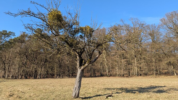 PXL_20250316_140251139.MP