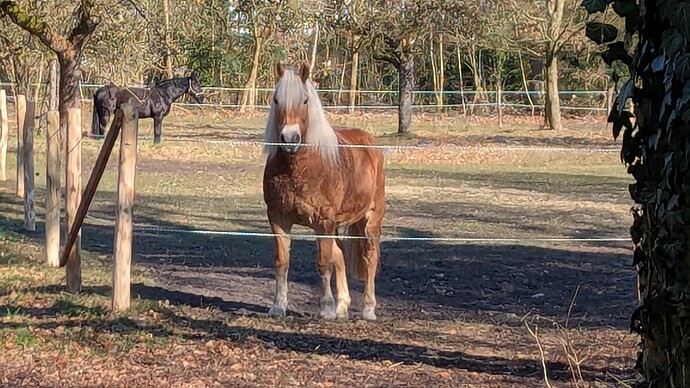 PXL_20250316_135335130.MP