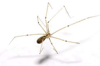 1280px-Pholcus.phalangioides.6905
