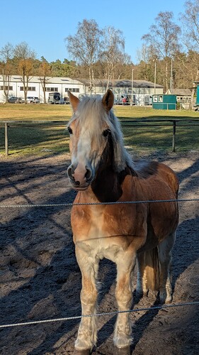 PXL_20250316_152248594.MP