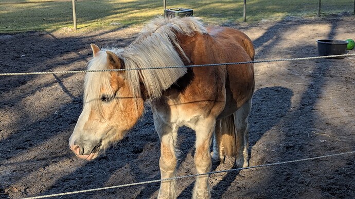 PXL_20250316_152236489.MP