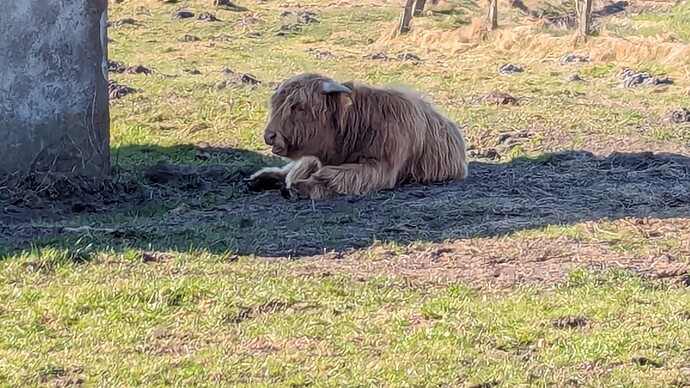 PXL_20250316_135450031.MP