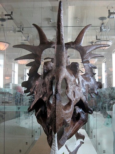 Styracosaurus_albertensis_skull_02