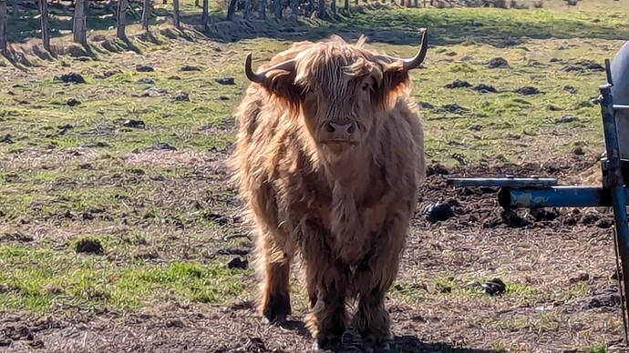 PXL_20250316_135455020.MP