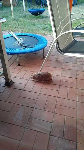 IMG-20250817-WA0001