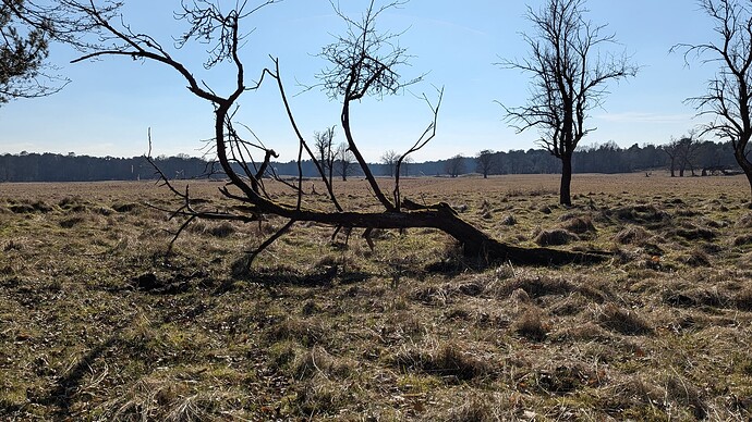 PXL_20250316_140800213.MP