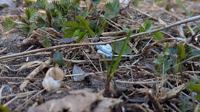 PXL_20250316_151646648.MP